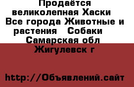 Продаётся великолепная Хаски - Все города Животные и растения » Собаки   . Самарская обл.,Жигулевск г.